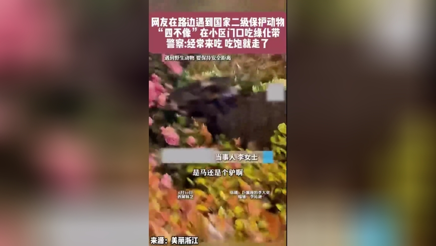 雁回时 武林外传含金量,2025年新澳彩开奖结果查询直播,全面解答解释落实_视频版V4.2